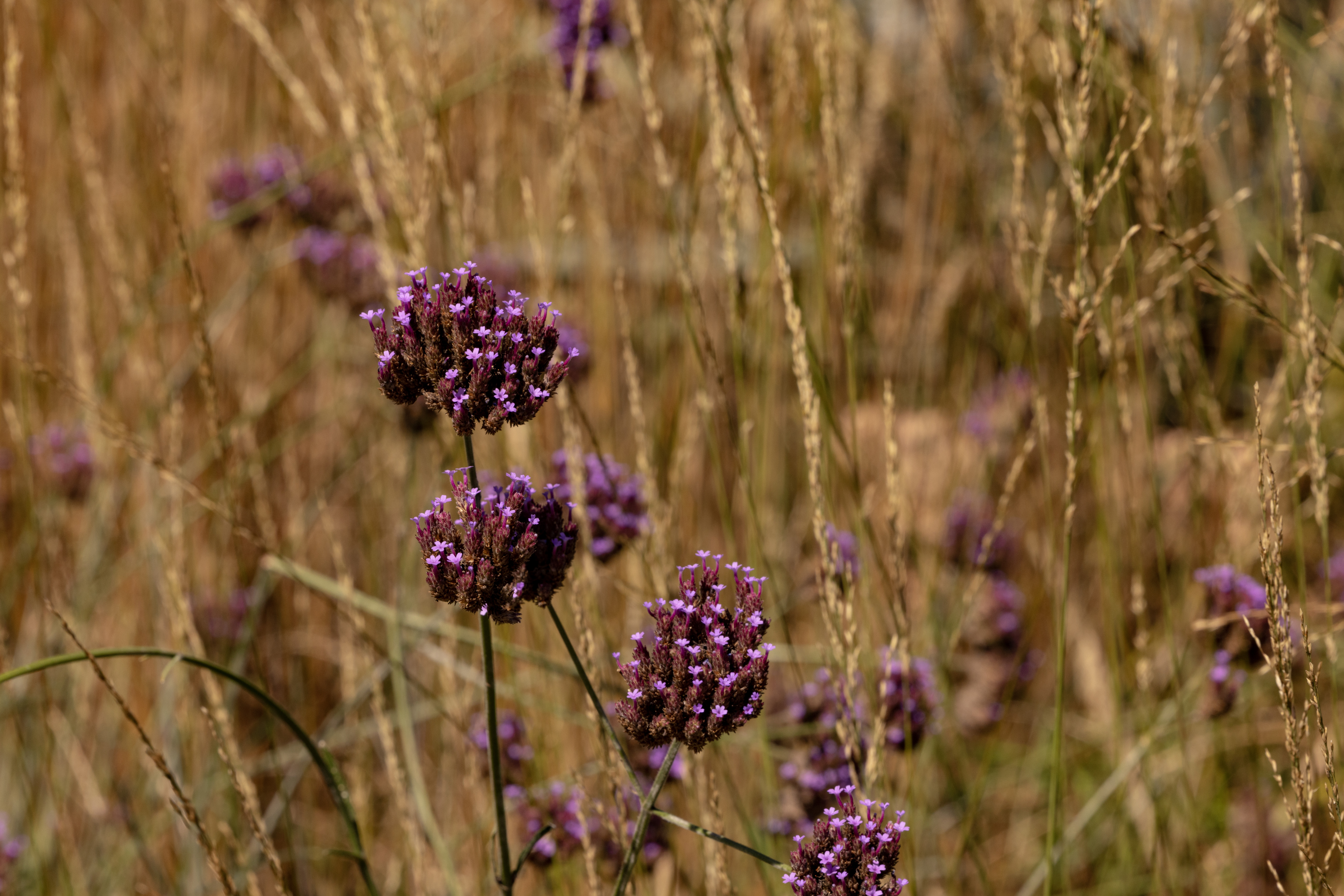 Tall verbena and grasses in fall